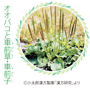 車前子 しゃぜんしデュ・アン漢方相談