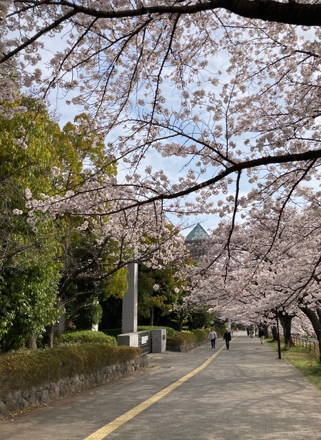 楽天市場】サクラらしくSAKURA ハンドクリーム 75g 低刺激性 乾燥