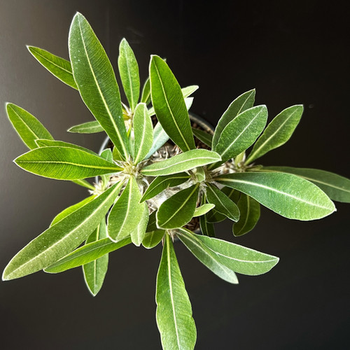 パキポディウム・伊藤ハイブリッド 成長記録🍀GreenSnap グリーンスナップ