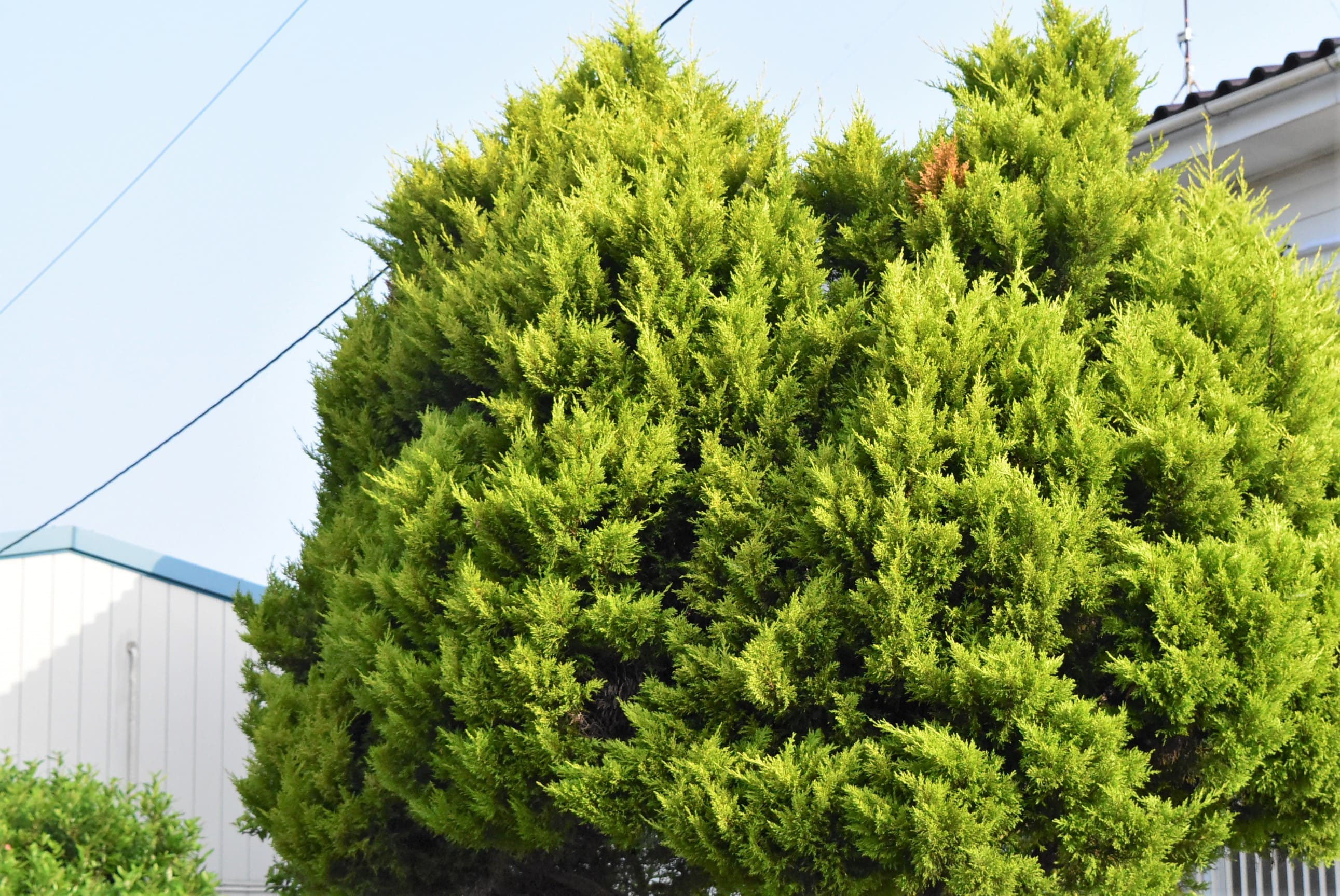 Quest for Gold スロット ᐈ レビュー + プレイできるカジノ