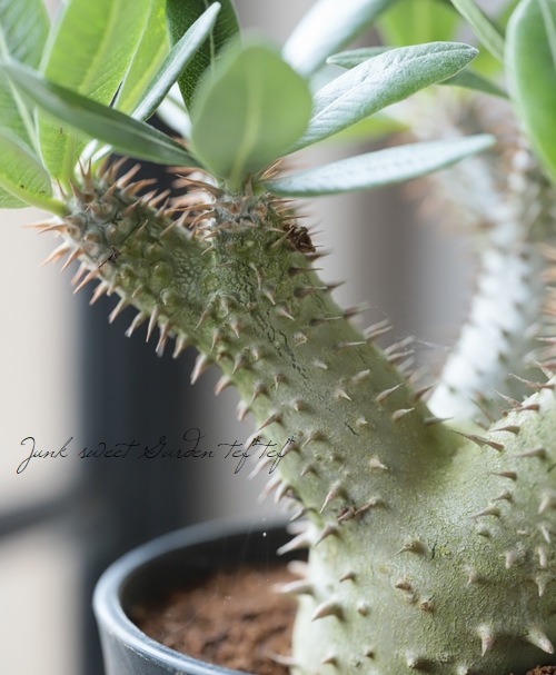 パキポディウム 伊藤ハイブリッドGREEN LUCK