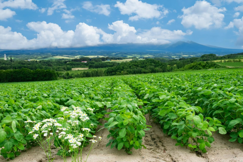 アトピーのお子さんを助けたい」有機栽培をはじめたきっかけに感動 -北海道の有機農家訪問1 - だいずデイズのオンラインショップ