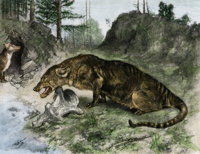 鯨偶蹄目 - Wikiwand