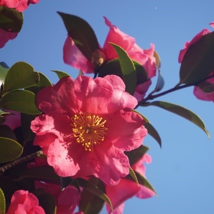 神戸の成長を見守る、誇りのランドマークふるさとLOVERS