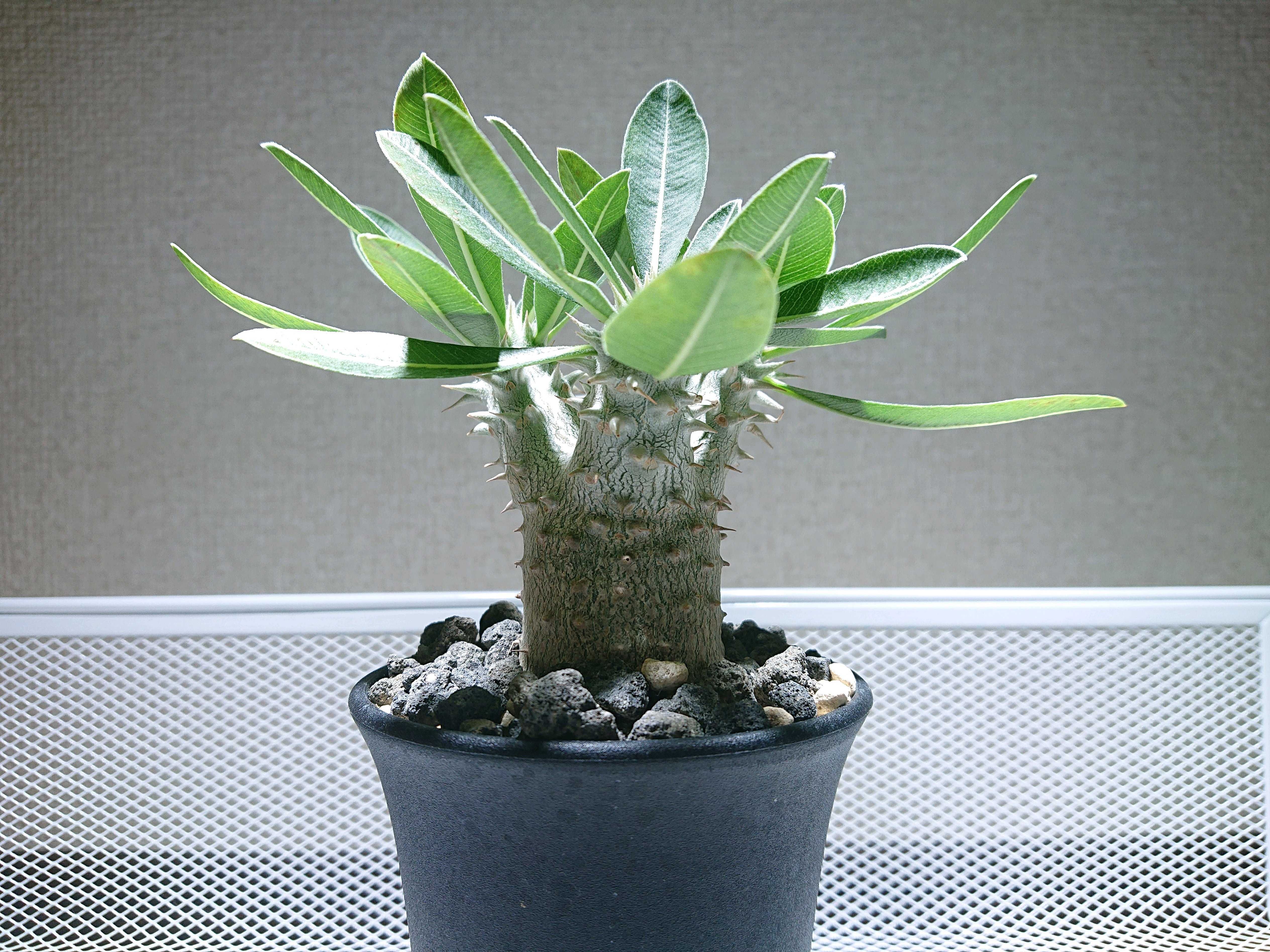 パキポディウム 伊藤ハイブリッド - その他多肉植物超 安い