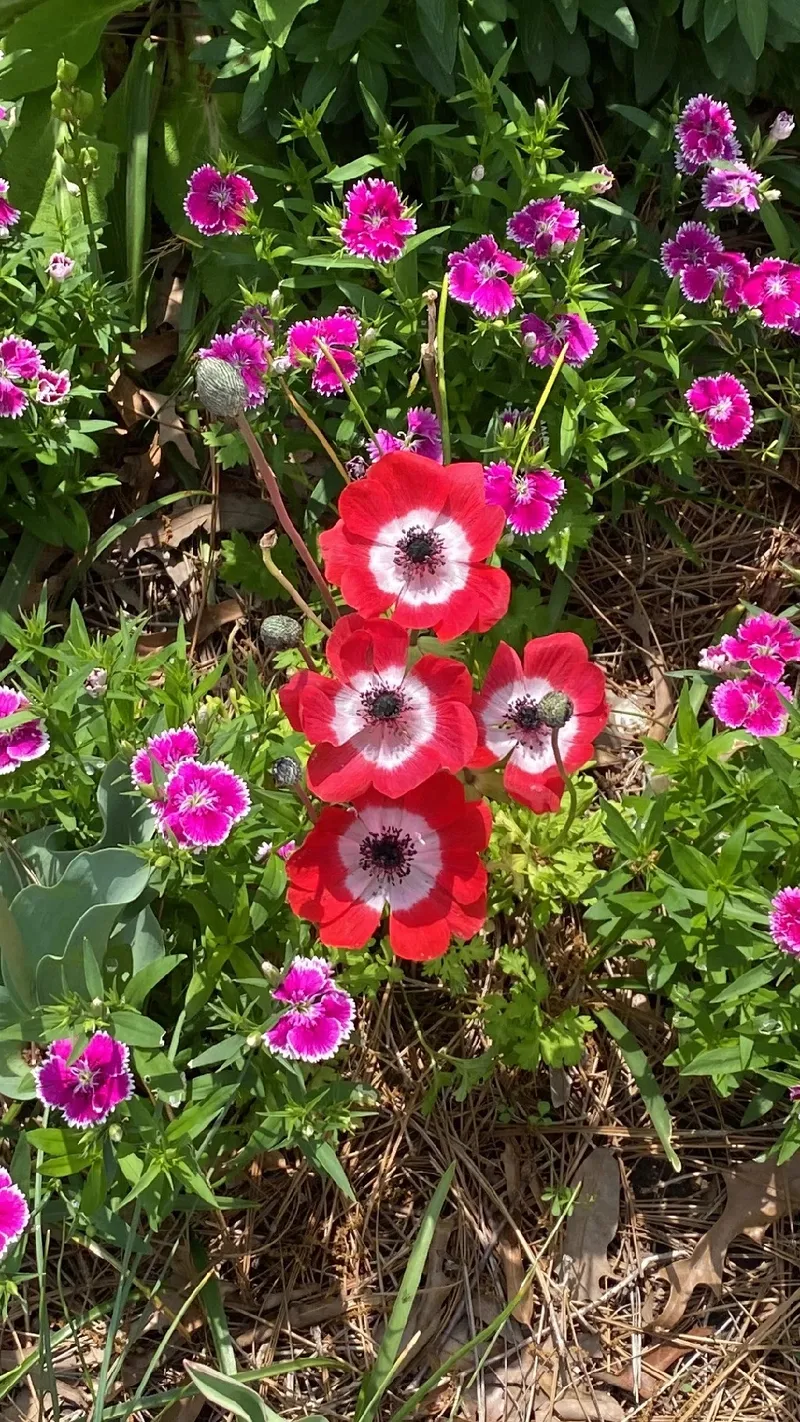 アネモネの花言葉-花言葉事典