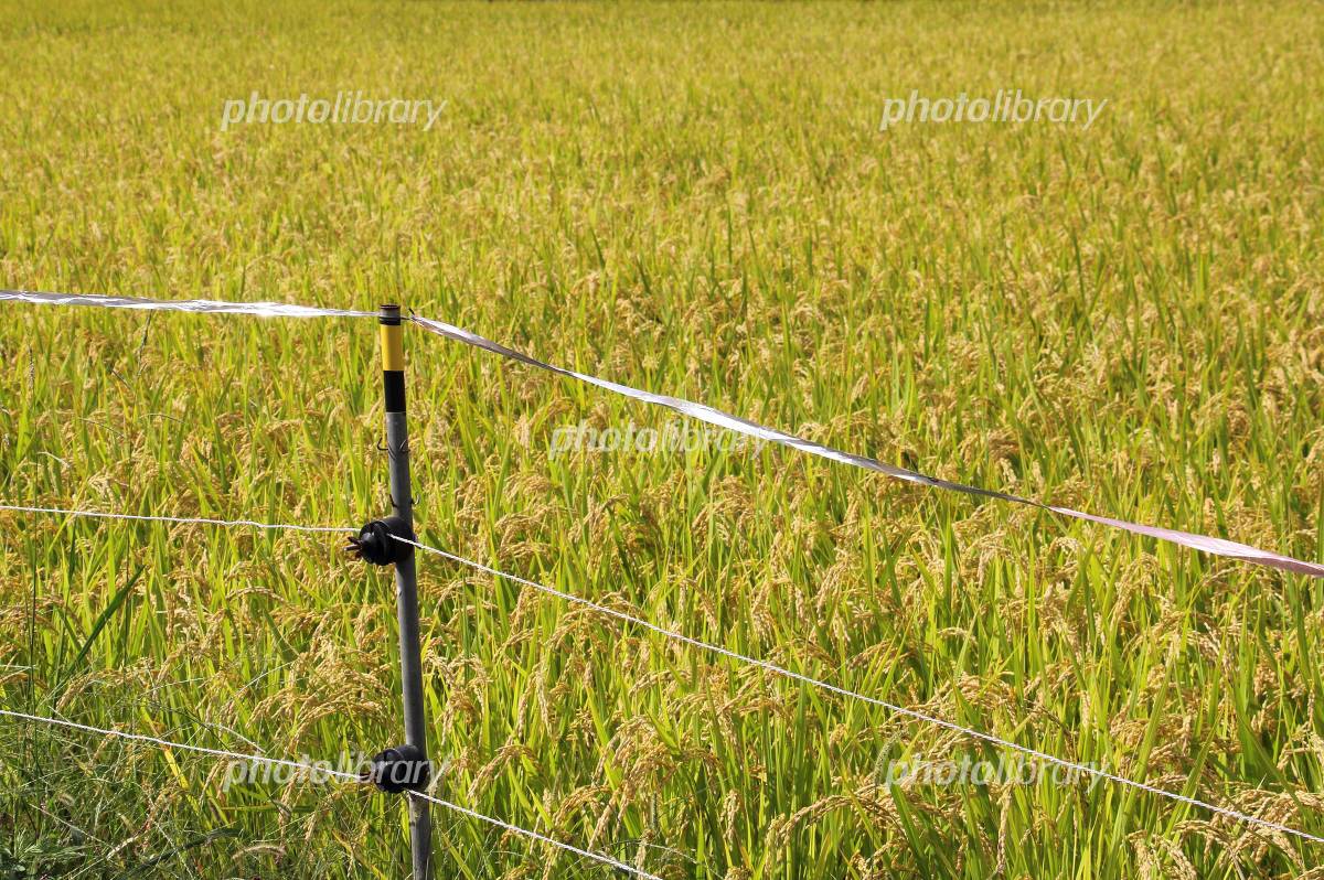 危険電気柵サイン ベクターイラスト画像とPNGフリー素材透過の無料ダウンロード - Pngtree