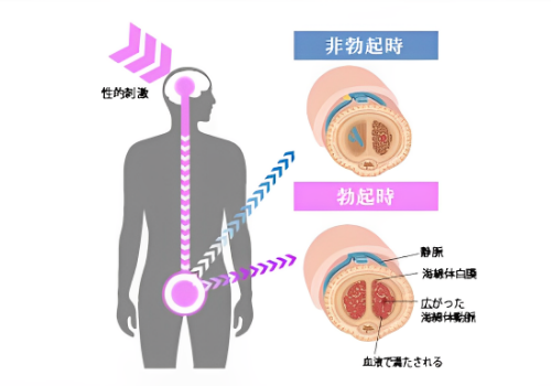 【楽天市場】海綿 生理（生理用品｜衛生日用品・衛生医療品）：医薬品・コンタクト・介護の通販