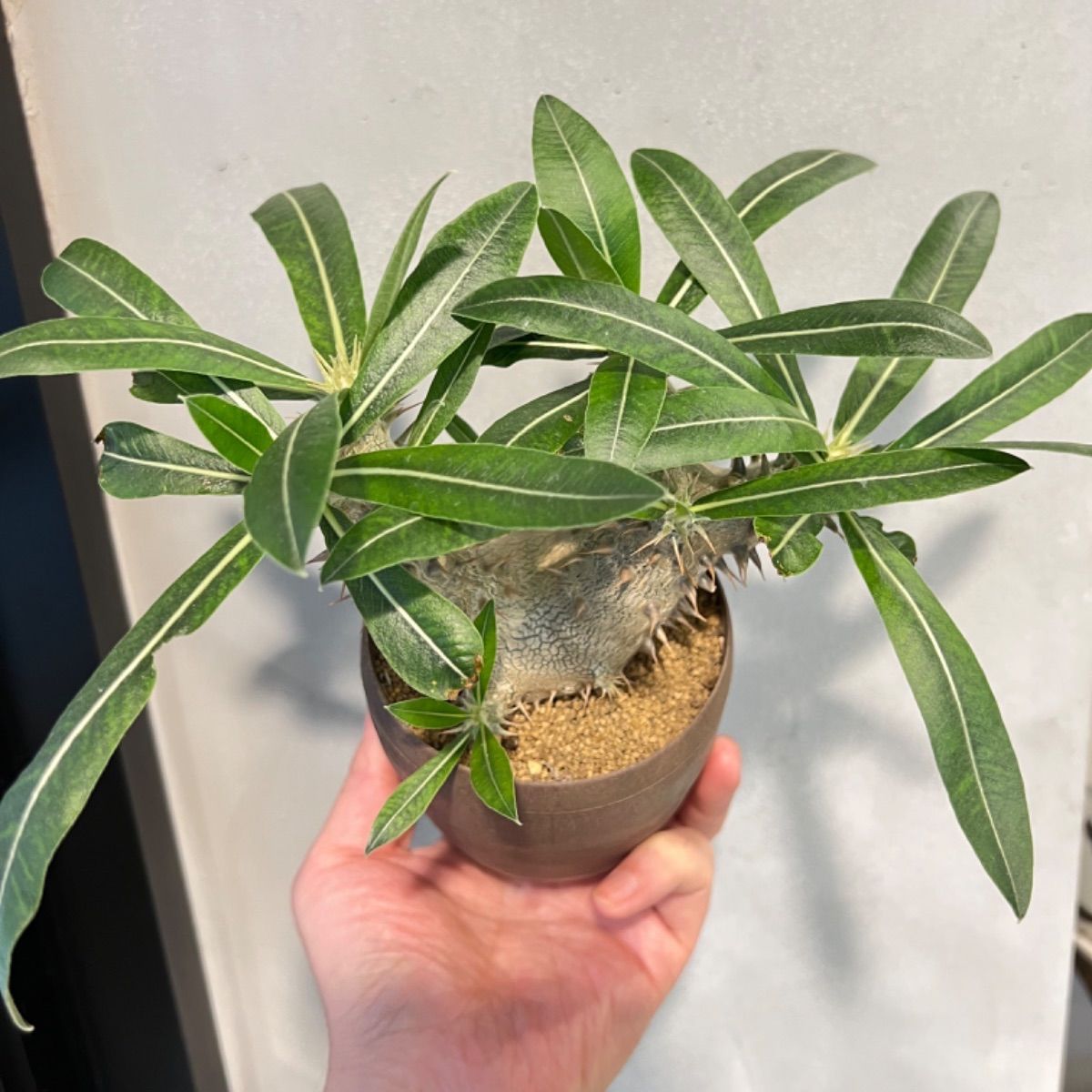 パキポディウム 伊藤ハイブリッド 860PROTOLEAF プロトリーフ