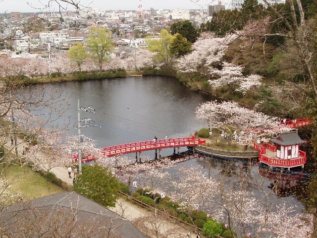 桜 茂原公園 （千葉県茂原市）』茂原(千葉県)の旅行記・ブログ by ひろにいさん【フォートラベル】