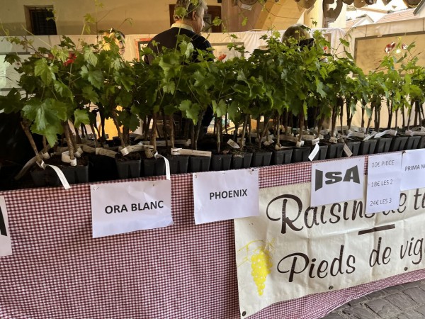 THE 3名様 全6枚 夏はやっぱり祭りっしょ・いい意味でアイラブユー・みんなが選んじゃったベスト11・俺たちのサマーウインド・ファミレズの今夜はオールナイト!: 遊ING城山店ヤフーショッピング店 - 通販 - Yahoo!ショッピング