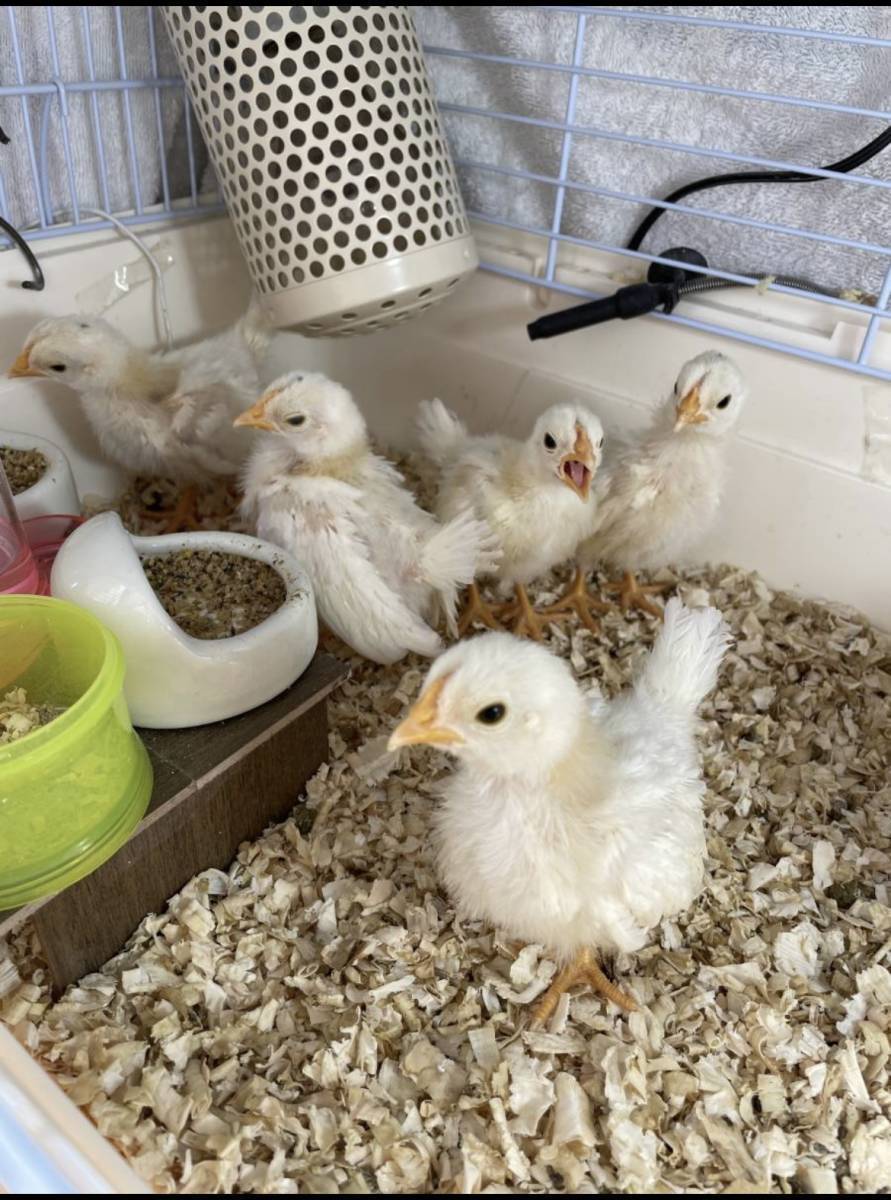 TA-208 碁石チャボ 中雛ペアでキットウココ ペット部