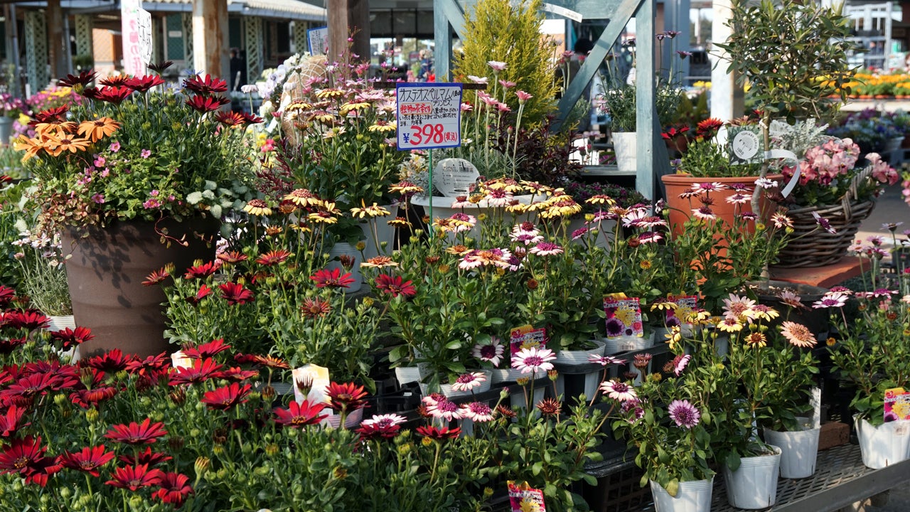 花木センター 茨城県那珂市 さんのプロフィールページ