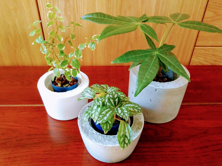 モルタル鉢DIYのインテリア・手作りの実例RoomClip ルームクリップ