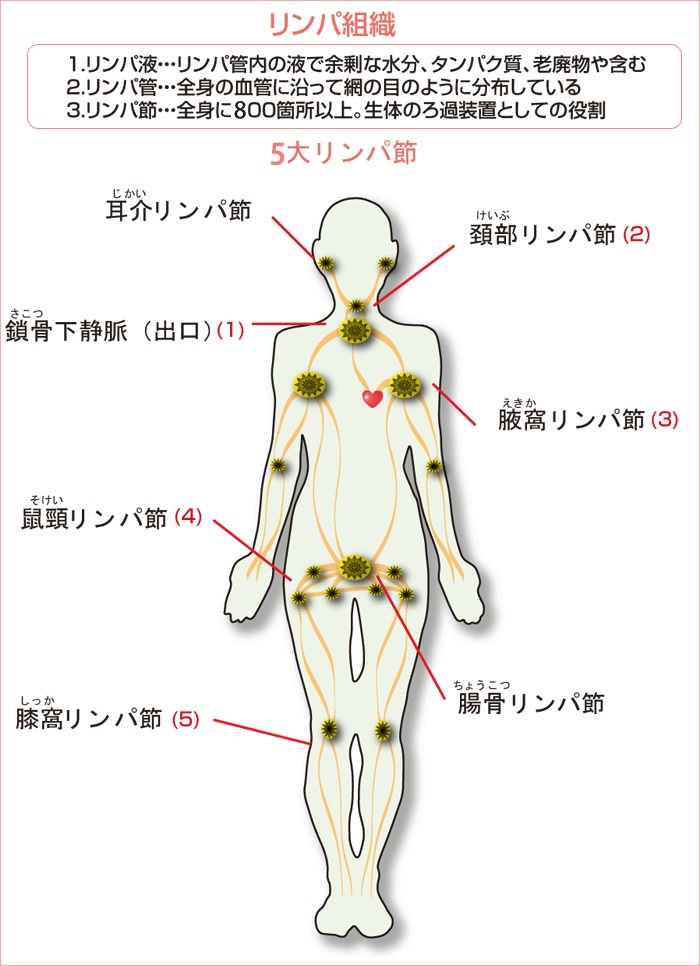 膝裏＆鼠径部の「深部リンパ流し」で足のむくみ改善、ほっそり美脚に！ ｜ からだにいいこと