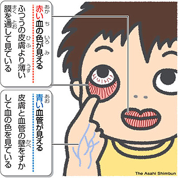 からだ⇄世界 マタギの心 授かった命描く 自ら銃猟、皮や血で画材静岡新聞DIGITAL 静岡県のニュース
