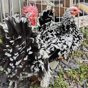 短脚碁石チャボ有精卵5個食用