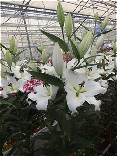 ダベンポート株式会社中村農園