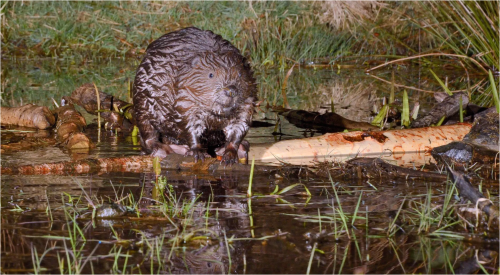 ソートゥース国有森林のビーバーダム｣米国アイダホ州 - Bing Gallery · Peapix