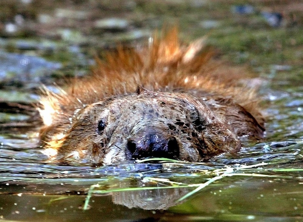 ビーバーのダム暮らし-飼育員は体力勝負台北観光サイト