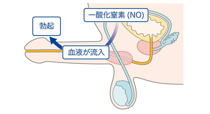 足ピンオナニーのやめ方とオナニーのメリットについて徹底解説 | ED治療・早漏治療・AGA治療ならユニティクリニック（ユナイテッドクリニックグループ）