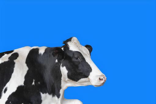 畜産農家の仕事・搾乳 02846000105 の写真・イラスト素材アマナイメージズ