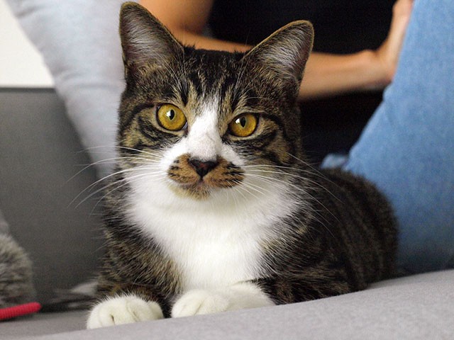 泥棒ヒゲ模様のキジシロ猫 探しています