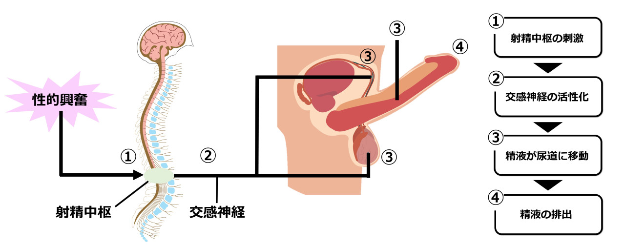 オナ禁は効果ある？遅漏改善に有効なオナニー方法7選 | ナイトプロテインPLUS