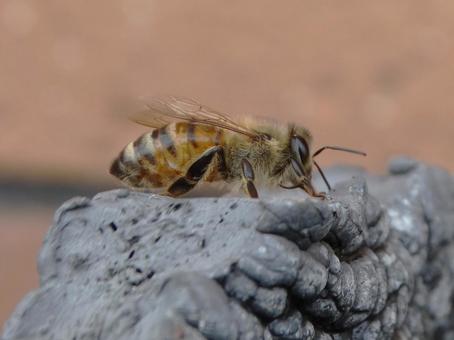 Honeybee in Flight with Wing