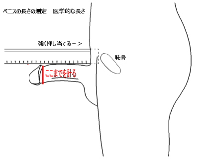 チントレ🍄ギン＠ポンプトレで20cmの巨根を目指す💪 on X: 