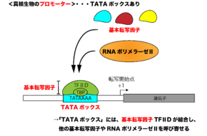 研究背景と概要研究室紹介名古屋市立大学 大学院薬学研究科 遺伝情報学分野