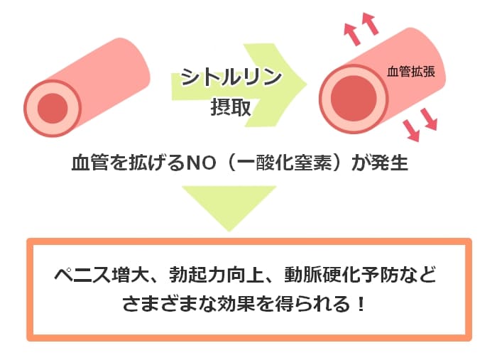 人気増大サプリの大半は嘘? 有名成分5つのサイズに関する学術データ​ | マイナビニュース