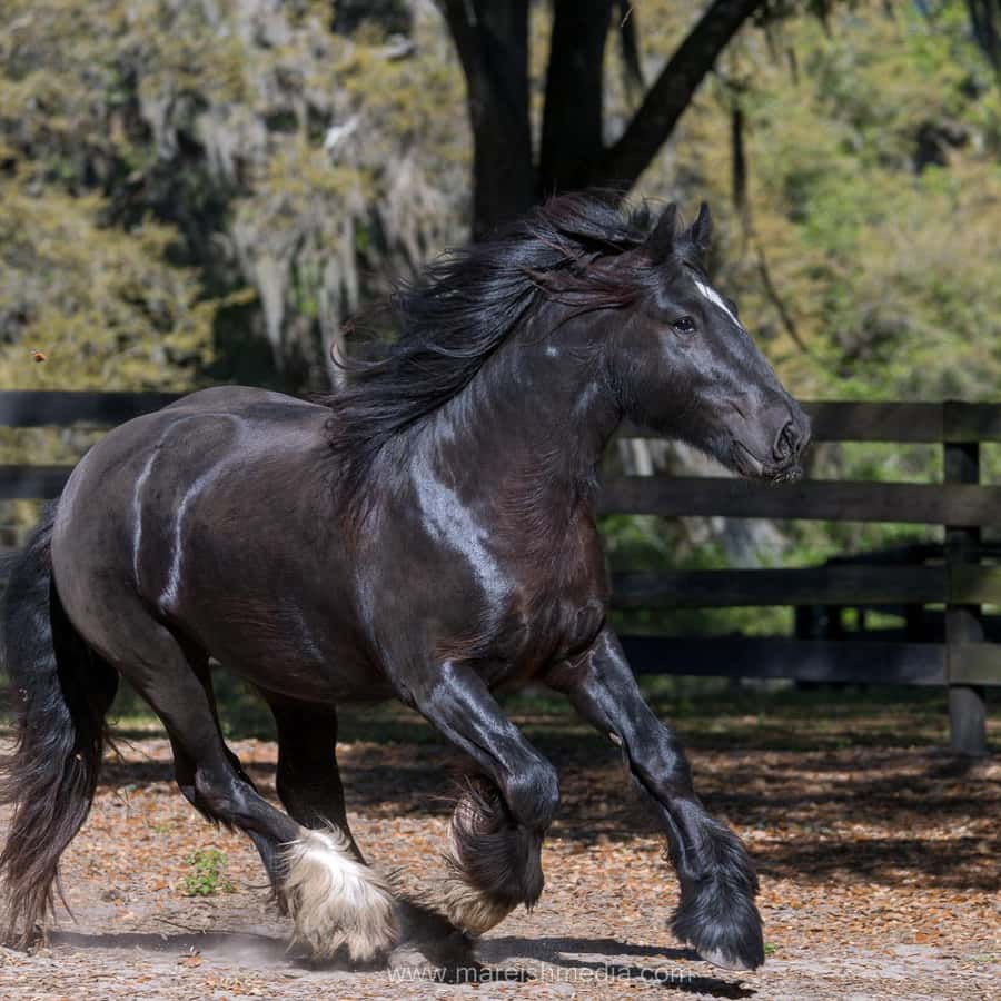 2025 ジプシー ゴールド ホース ファーム ツアー、提供元：The Gypsy Gold Farmオカラ, フロリダ州 -Tripadvisor