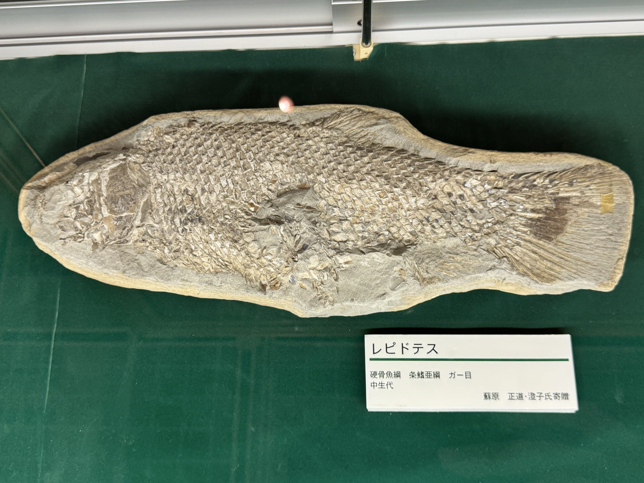 魚のうろこの種類と役割を徹底解説！釣り人・料理人必見の知識