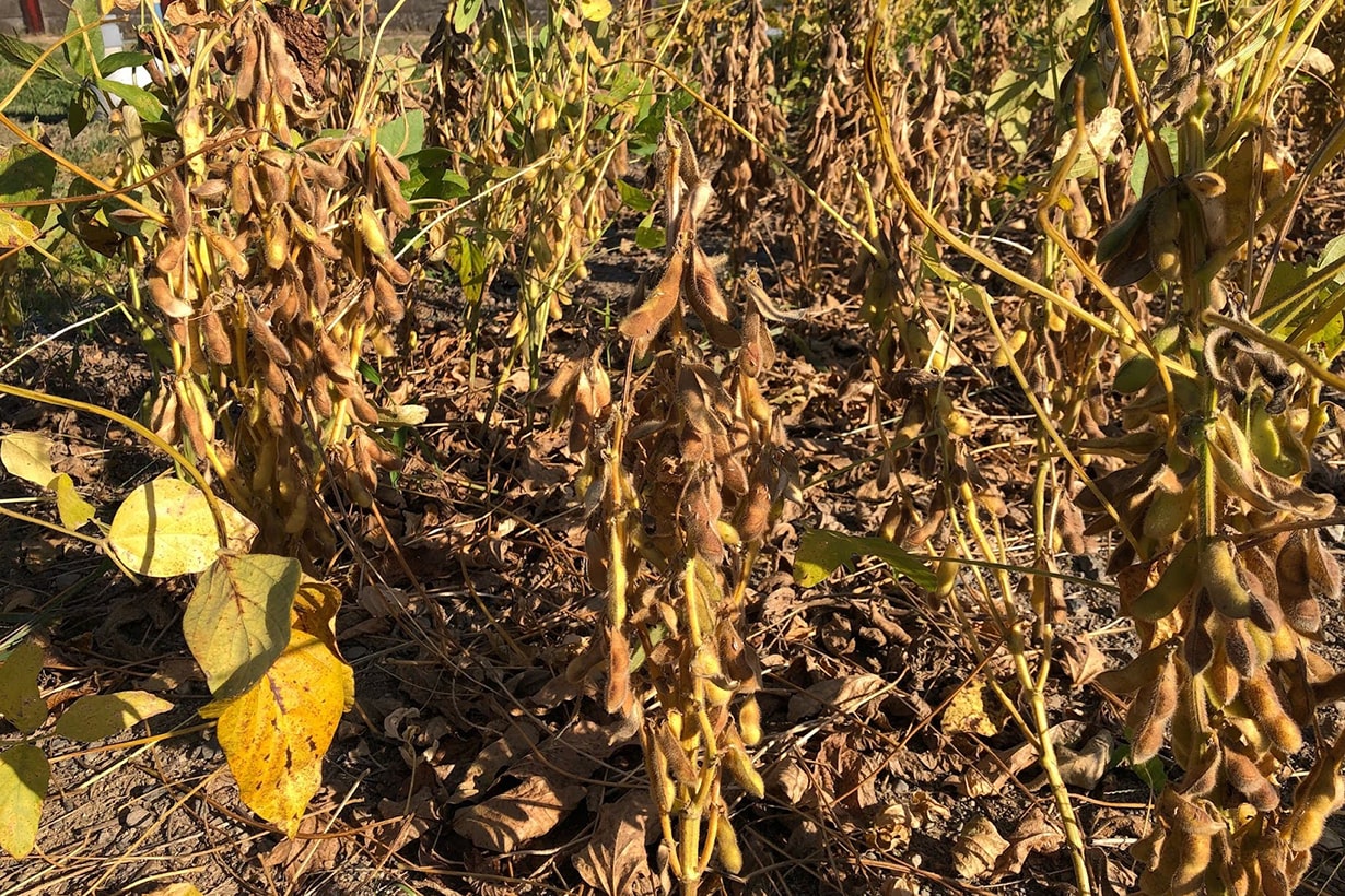 米大豆農家、対中輸出減を警戒 報復関税の撤回心待ち：時事ドットコム