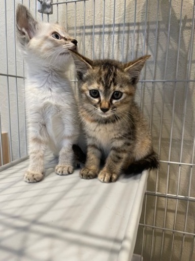 大阪 信太山新地 銀猫（ちょんの間）