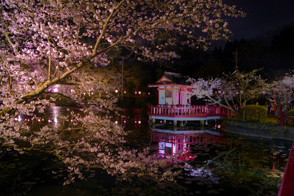 千葉県茂原市茂原 桜湯さん♨️🌸 玄関前のさくら🌸満開です🌸🌸 JR茂原駅からテクテク15分🚶