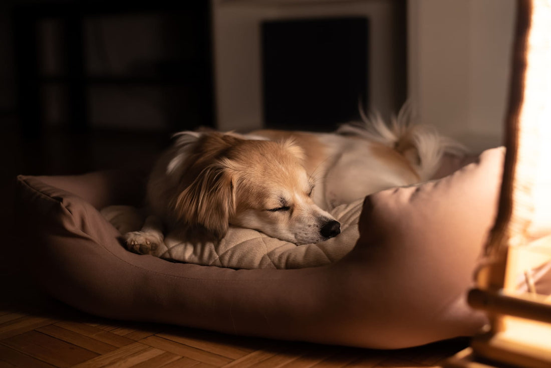 愛犬はどのタイプ？寝相でわかる健康・心理状態とは