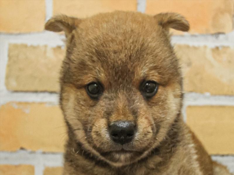 ワンラブ福岡総本店 | トリミングでご来店されたお客様のご紹介です！ 柴犬のはちたろうくんです💚