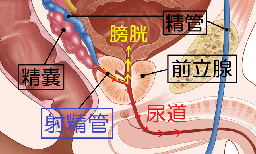 足ピンのオナニーの直し方が知りたい | セイシル