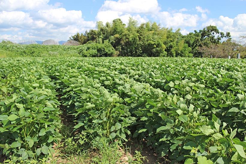 大豆づくりとうふ工房わたなべ