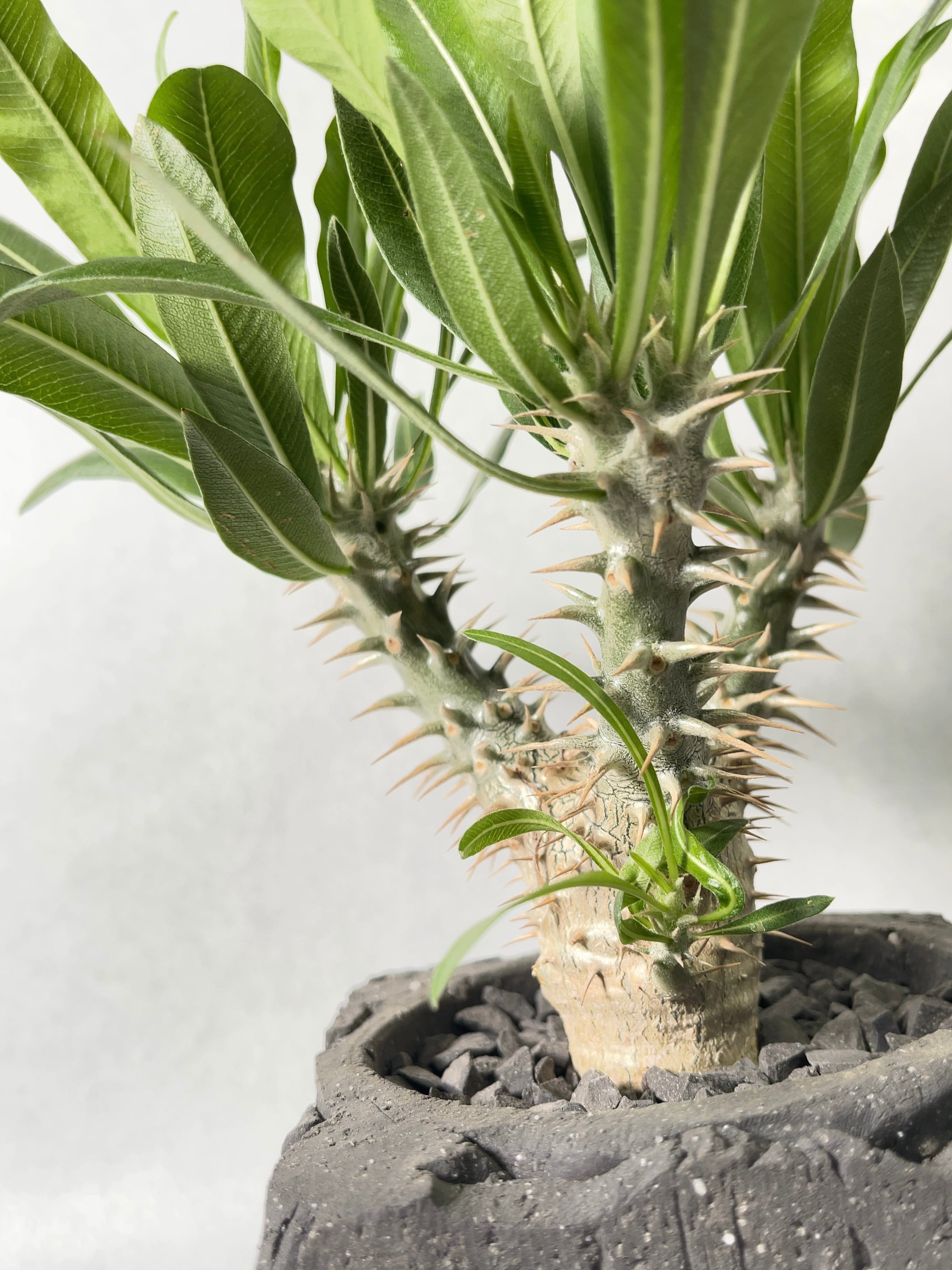 パキポディウム 伊藤ハイブリッドGREEN LUCK