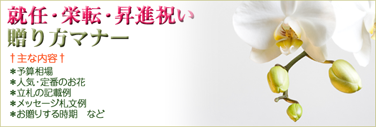 開店祝い・就任祝いにピッタリの胡蝶蘭の選び方 – らんや T I M E S
