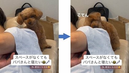 犬 うつ伏せの写真素材｜写真素材なら「写真AC」無料（フリー）ダウンロードOK