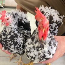 碁石チャボ信太小鳥店 おすすめ情報ブログ