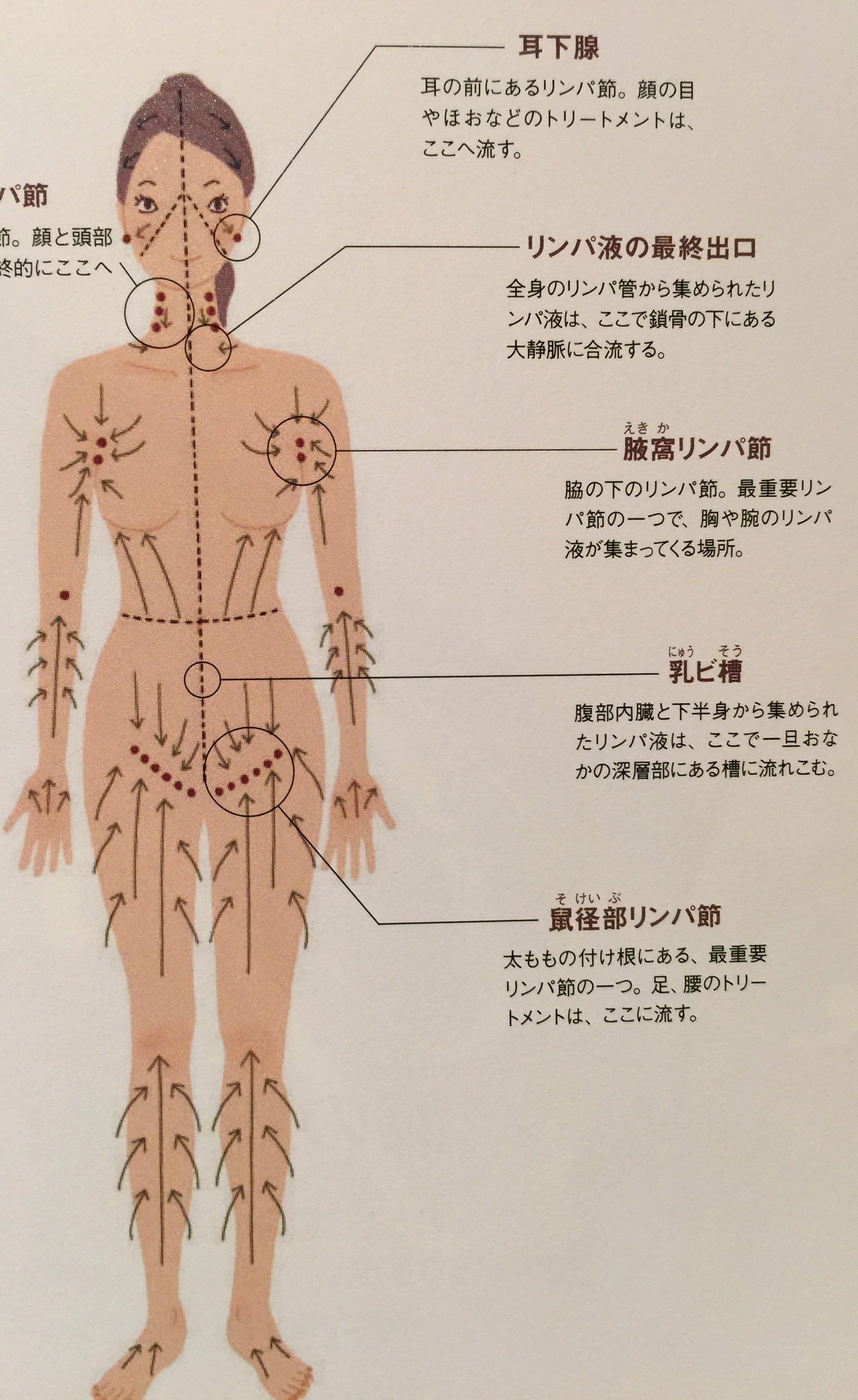 パンパンに詰まった鼠径リンパをセルフケアで解消したい！ 〜約１カ月、挑戦してみました〜 | セラピスト編集部ブログ |