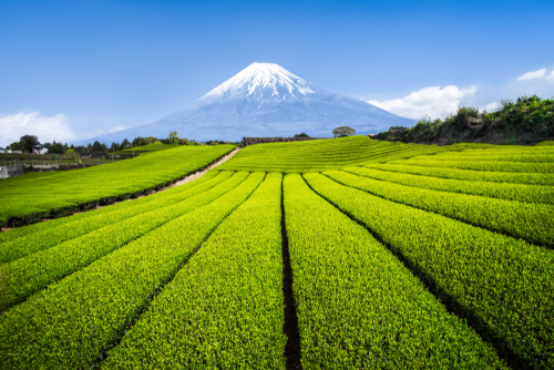 三不粘 箸、皿、歯にくっつかない 幻のスイーツと言われています 緑豆澱粉とではまた全然違ってきてむずかしい😓