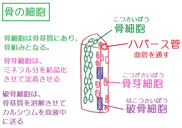 骨の内部構造を確認できる拡大模型│A79 - YouTube