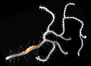 ほねほねザウルス 第46弾 驚天動地！変身！ほねほねアースドラゴン編1.マイプ・マクロソラックス ,カバヤ食品 食玩 通販