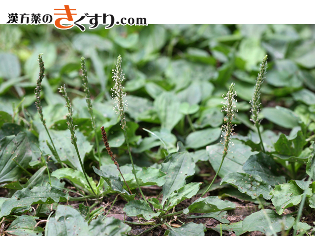 薬と薬草のお話vol.12 オオバコと車前草 しゃぜんそう ・車前子 しゃぜんしヨミドクター 読売新聞